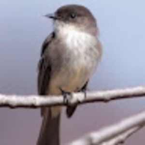 Meet your Posher, Phoebe